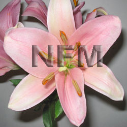 lilies asiatic flowers pink